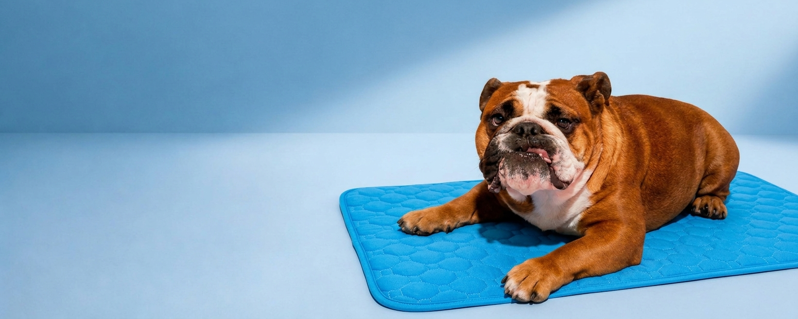 slider image 1621243260e1af0c20-0